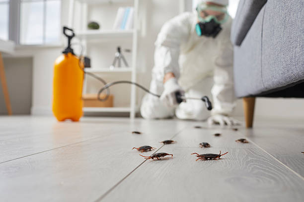 Trusted Rodent Control service in Walnut Creek, CA - Nex Pest Control